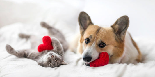Exploring the Benefits of Dried Botanicals for Your Pet