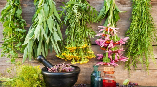 Exploring Medicinal Herbs: Potential Actions and Benefits in the Body