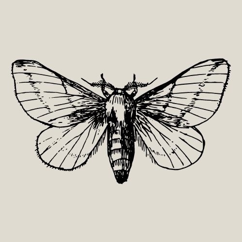 New All-In-One Grade 1 HL Big Book 11: The fairy in the vegetable garden ISBN/SKU: 9781775892939