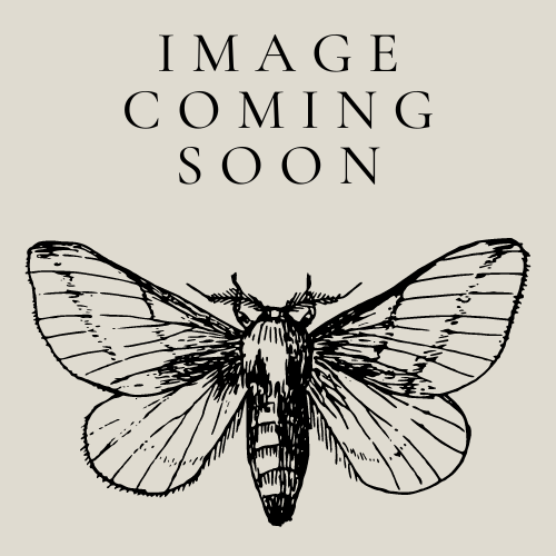 Kollig Op Graad 3 Leesboek: Gevaarlike Diere en Insekte Klein Boek (Diseases) ISBN/SKU: 9780796233035