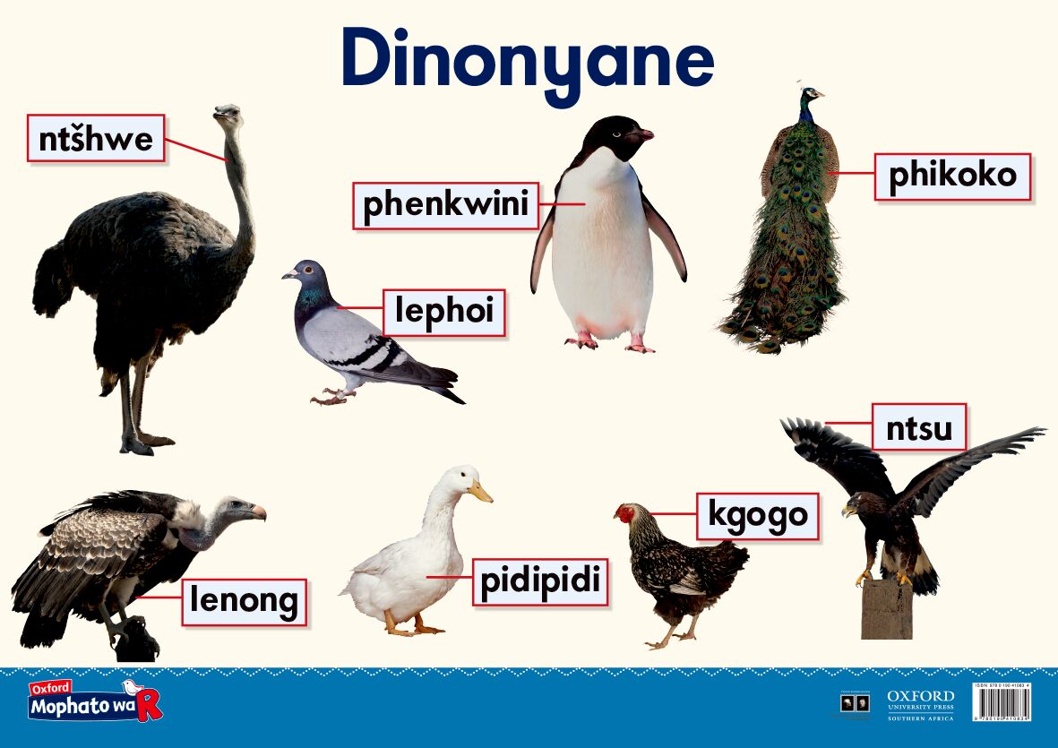 Oxford Gr R Poster 16 (Setswana) ISBN/SKU: 9780190410834