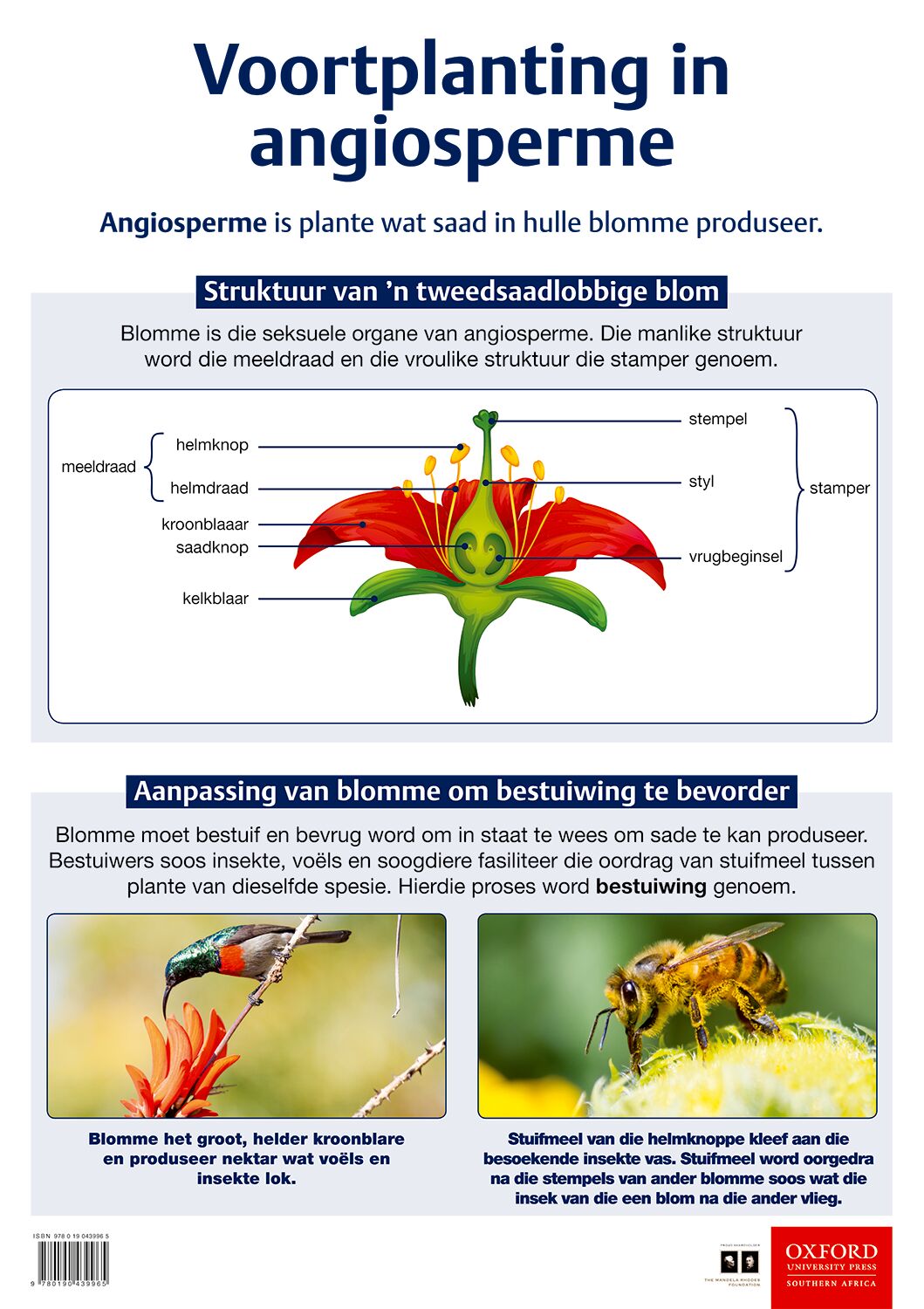 Poster NW Gr7 Voortplanting in angiosper ISBN/SKU: 9780190439965