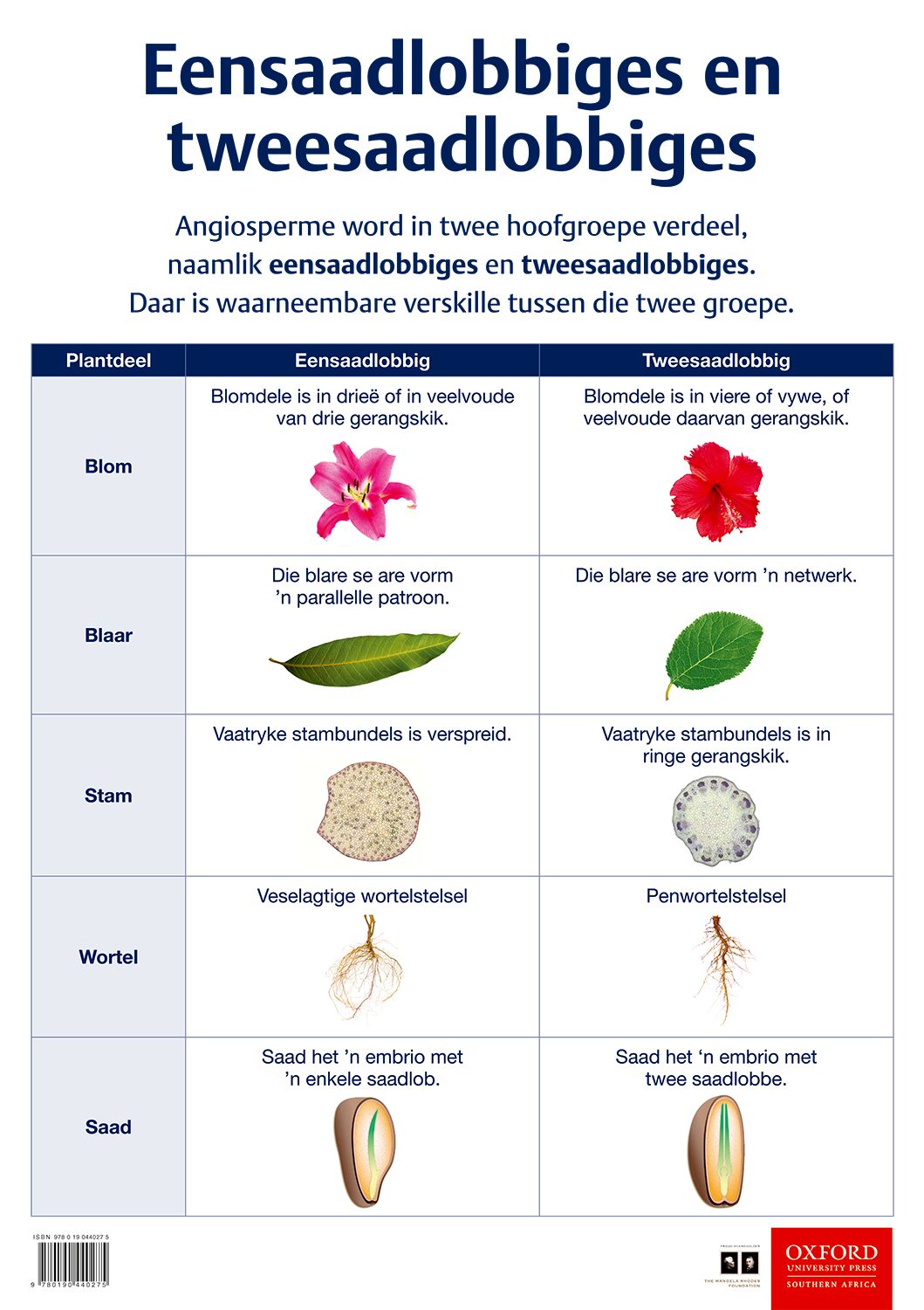 Poster NW Gr7  Eensaadlobbiges & tweesaa ISBN/SKU: 9780190440275