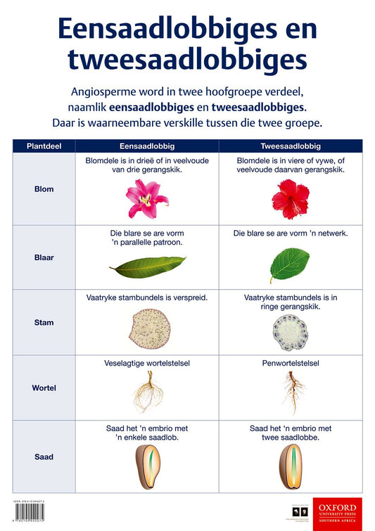 Poster NW Gr7  Eensaadlobbiges & tweesaa ISBN/SKU: 9780190440275