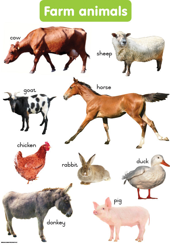 Chart: Shuters Hand In Hand Gr R: Farm Animals A2