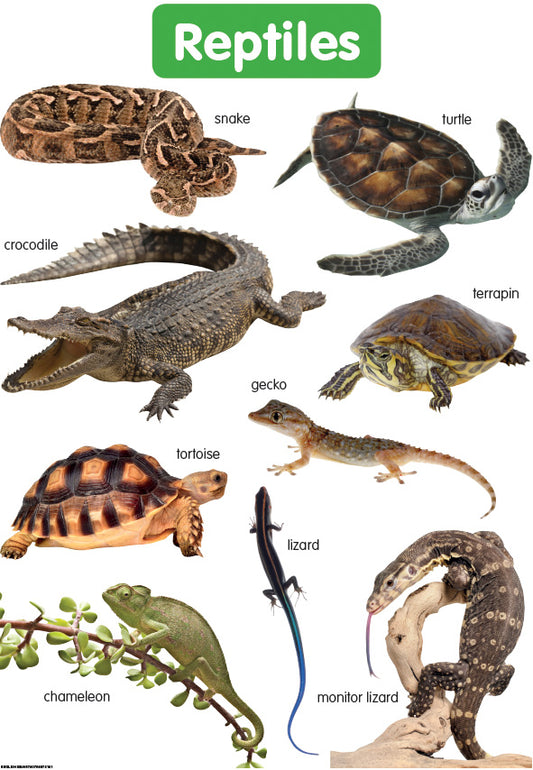 Chart: Shuters Hand In Hand Gr R: Reptiles A2
