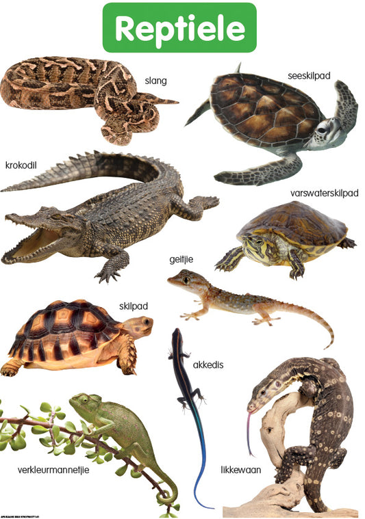 Chart: Shuters Hand In Hand Gr R Afrik: Reptiele A2