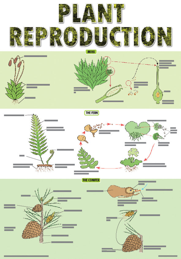 Chart: Plant Reproduction Poster A2