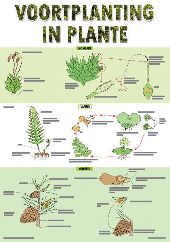 Chart: Voorplanting In Plante A2