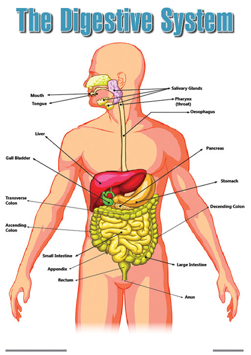 Chart: The Human Digestive System Poster A2