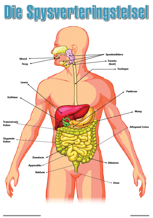 Chart: Die Spysverteringstelsel A2