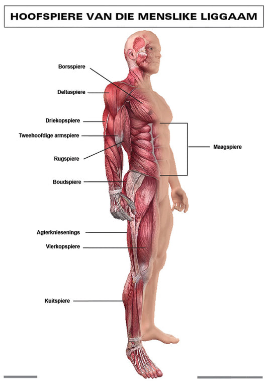 Chart: Hoofspiere Van Die Meslike Liggaam A1 (Flat)