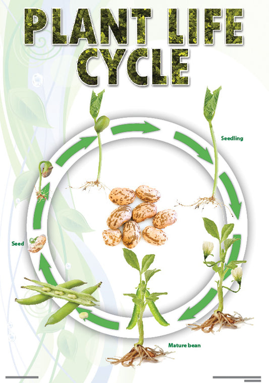Chart: Plant Life Cycle (Bean) A2 (Flat)
