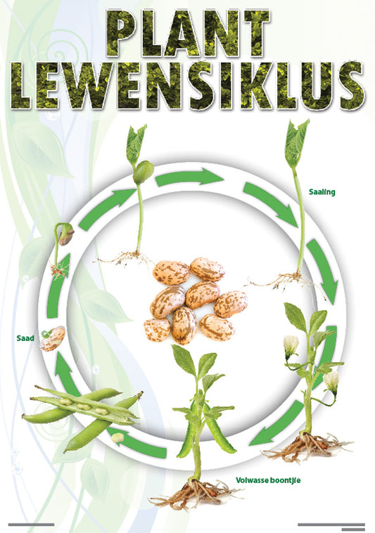 Chart: Plant Lewensiklus (Boontjie) A2