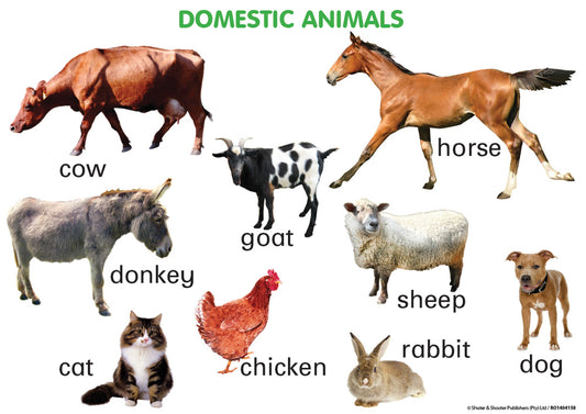 Chart: Domestic Animals A2