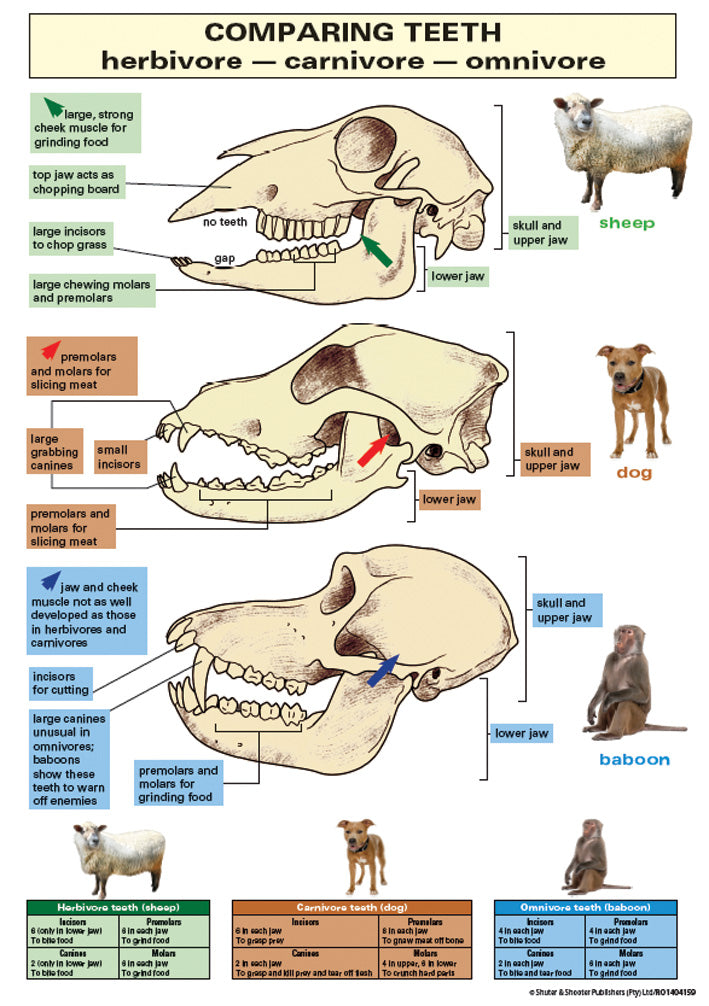 Chart: Comparing Teeth A1