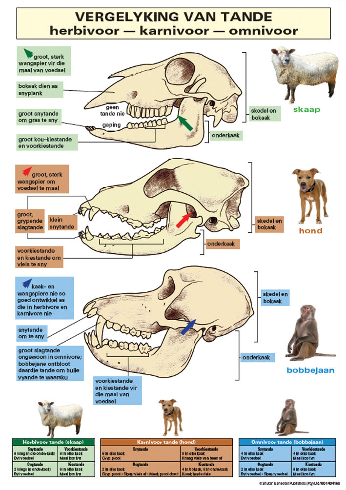 Chart: Vergelyking Tande A1