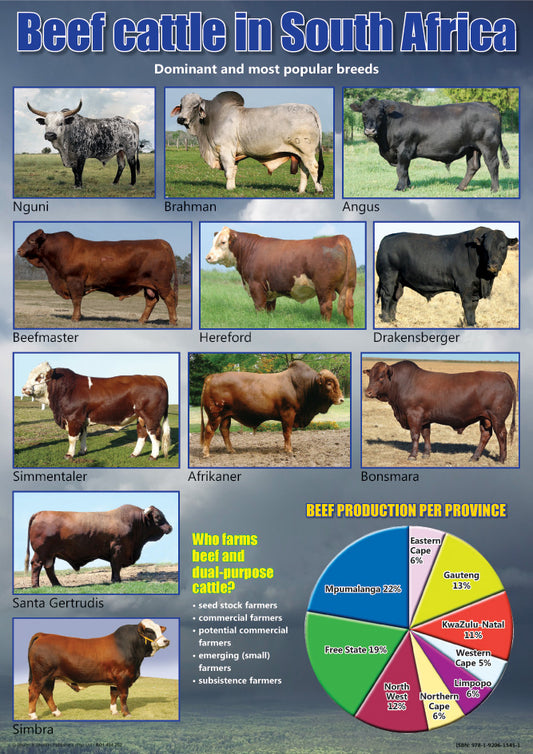 Chart: Beef Cattle In South Africa A2 (Flat)