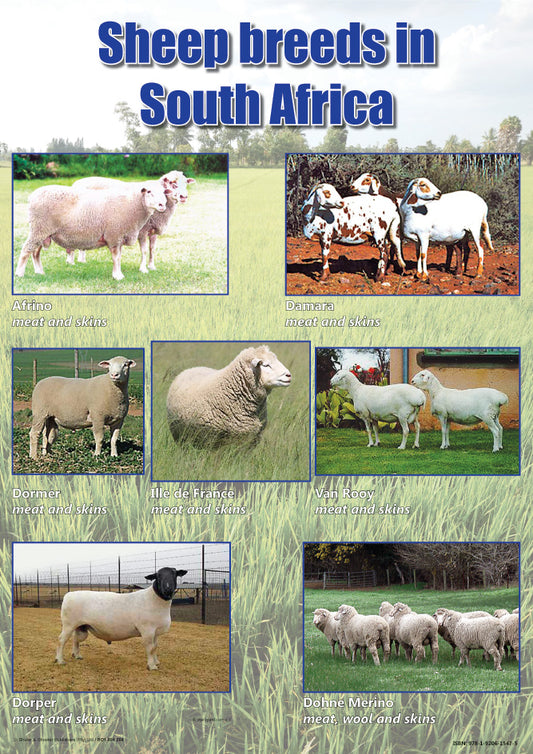 Chart: Sheep Breeds In South Africa A2 (Flat)