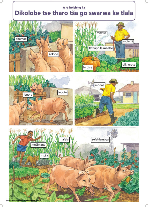 Chart: Three Hungry Pigs Sepedi A2